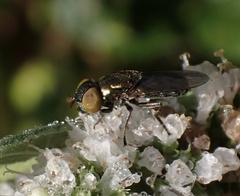 Chrysogaster solstitialis