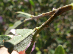 Podalyria myrtillifolia