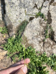 Carex deflexa boottii