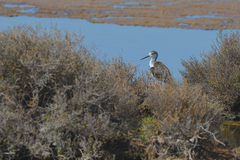 Himantopus himantopus