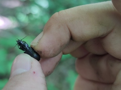 Pterostichus stygicus