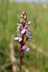 Disa similis