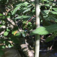 Erythromma najas