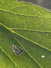 Bothriocera
