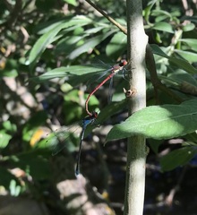 Erythromma najas