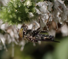 Chrysogaster solstitialis