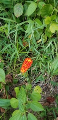 Arisaema triphyllum