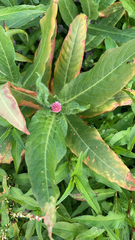 Persicaria amphibia