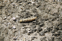 Euscirrhopterus gloveri