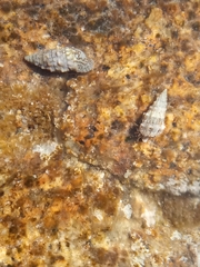 Clibanarius erythropus