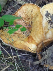 Cerioporus squamosus