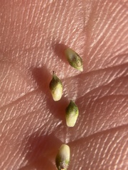 Carex deflexa boottii