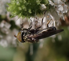 Chrysogaster solstitialis