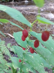 Streptopus amplexifolius