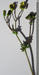 Senecio paarlensis