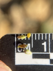 Carex deflexa boottii