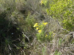 Euryops tenuissimus
