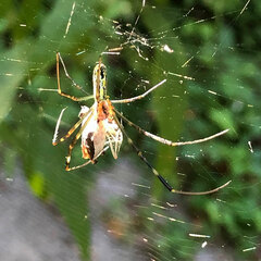 Trichonephila clavata
