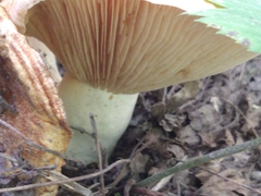 Cerioporus squamosus