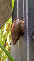 Euglandina vanuxemensis