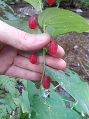 Streptopus amplexifolius