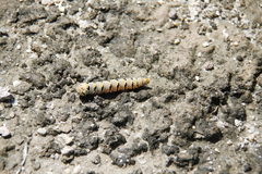 Euscirrhopterus gloveri