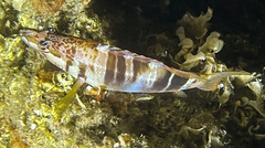 Serranus scriba