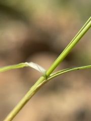 Carex deflexa boottii