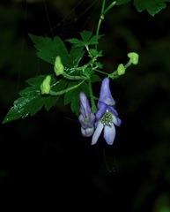 Aconitum uncinatum