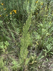 Artemisia campestris
