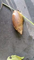 Euglandina vanuxemensis