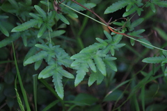 Lygodium japonicum