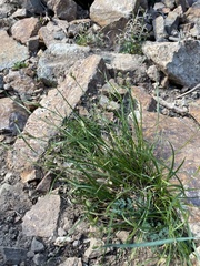 Carex deflexa boottii