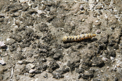 Euscirrhopterus gloveri