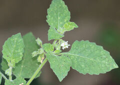 Solanum sarrachoides