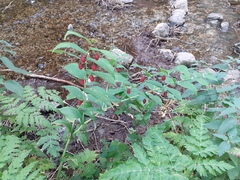 Streptopus amplexifolius