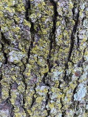 Candelariaceae