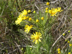 Euryops tenuissimus