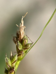 Carex deflexa boottii