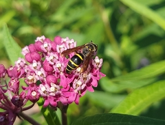 Ancistrocerus antilope