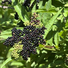 Sambucus ebulus