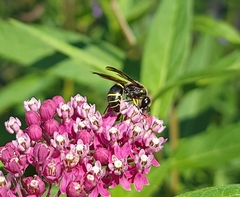 Ancistrocerus antilope