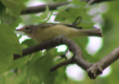 Vireo gilvus