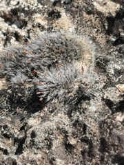 Grimmia pulvinata