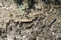 Euscirrhopterus gloveri