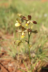 Eulophia parviflora
