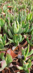 Carpobrotus edulis
