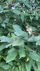 Cornus racemosa