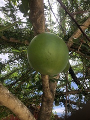 Crescentia alata
