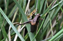 Pholidoptera griseoaptera